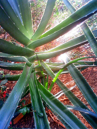 f:id:ando1947:20080729163200j:image f:id:ando1947:20080729163200j:image