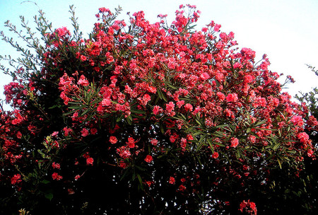 f:id:ando1947:20080802174724j:image f:id:ando1947:20080802174724j:image