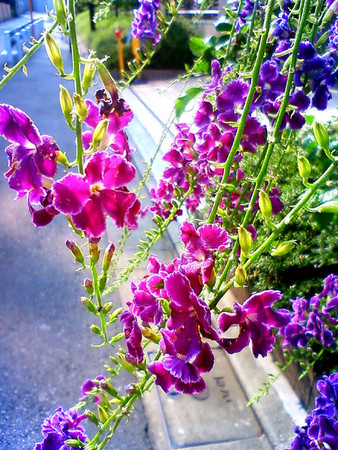 f:id:ando1947:20080813152600j:image