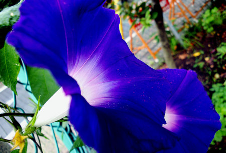 f:id:ando1947:20081011124245j:image f:id:ando1947:20081011124245j:image