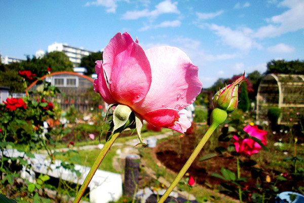 f:id:ando1947:20081015132558j:image