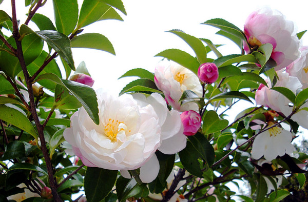 f:id:ando1947:20081025120648j:image