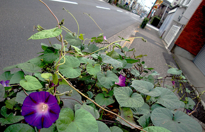 f:id:ando1947:20081110125930j:image