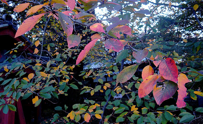 f:id:ando1947:20081114151452j:image