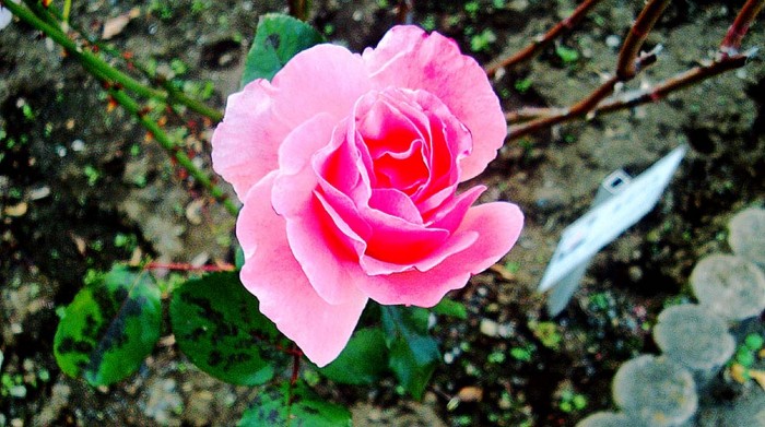 f:id:ando1947:20081119153636j:image