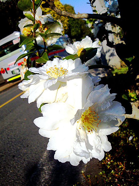 f:id:ando1947:20081201141627j:image