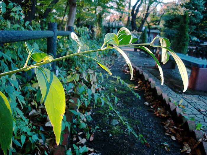 f:id:ando1947:20081201143422j:image