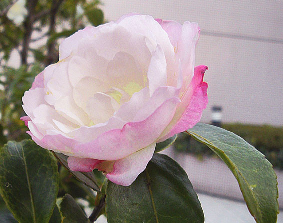 f:id:ando1947:20090112143313j:image