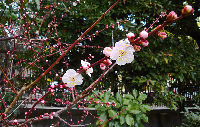 f:id:ando1947:20090216145302j:image