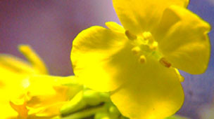 f:id:ando1947:20090220112620j:image
