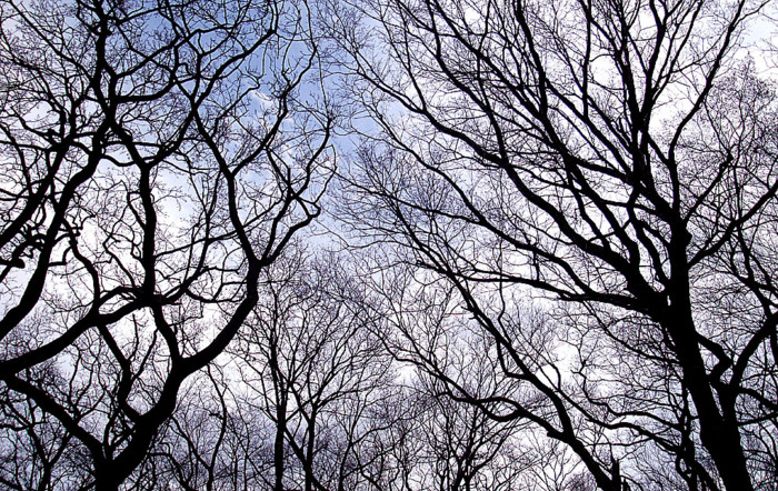 f:id:ando1947:20090311155624j:image