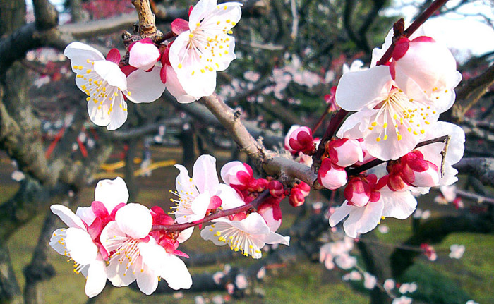 f:id:ando1947:20090311160452j:image