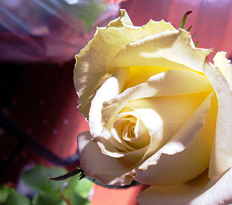 f:id:ando1947:20090316085534j:image
