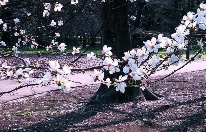 f:id:ando1947:20090321144419j:image
