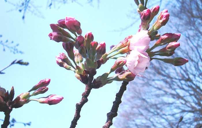 f:id:ando1947:20090321144631j:image