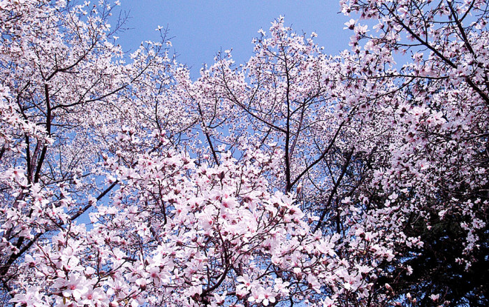 f:id:ando1947:20090321150719j:image f:id:ando1947:20090321150719j:image