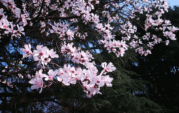 f:id:ando1947:20090321150745j:image f:id:ando1947:20090321150745j:image