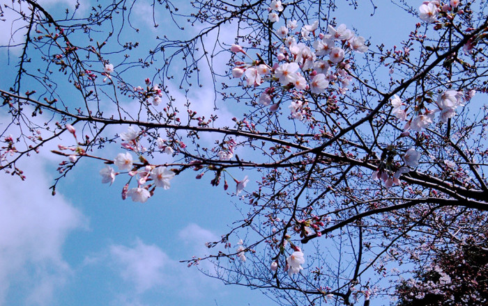 f:id:ando1947:20090324132843j:image