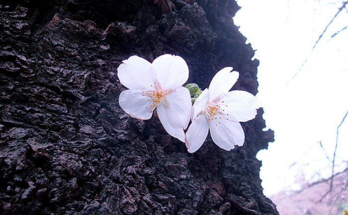 f:id:ando1947:20090324140215j:image