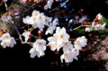 20090329155933