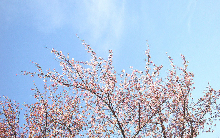f:id:ando1947:20090403145118j:image