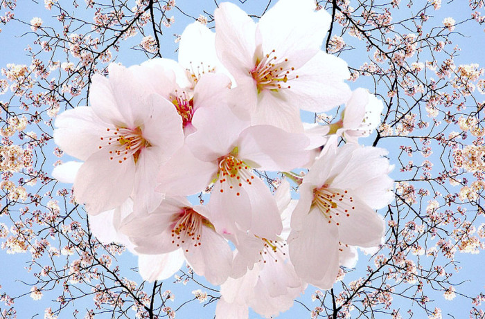 f:id:ando1947:20090403162140j:image f:id:ando1947:20090403162140j:image