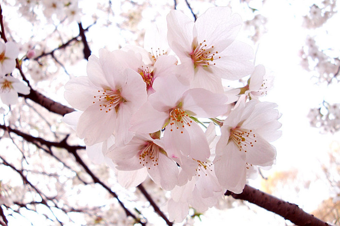 f:id:ando1947:20090403162539j:image
