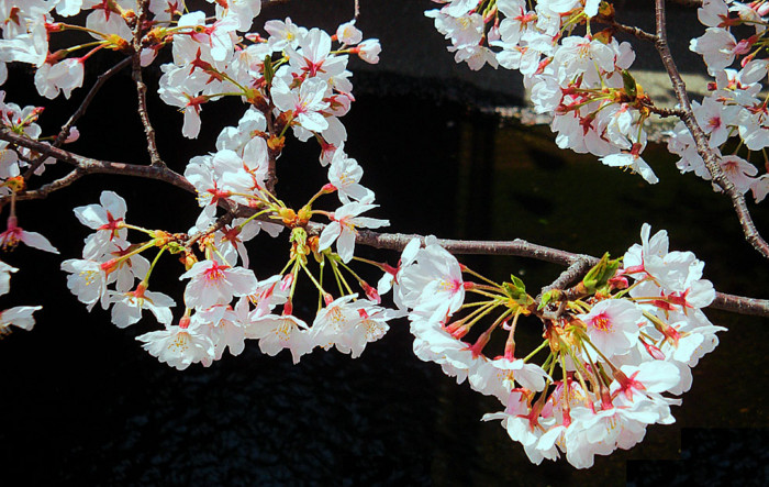 f:id:ando1947:20090406105658j:image f:id:ando1947:20090406105658j:image