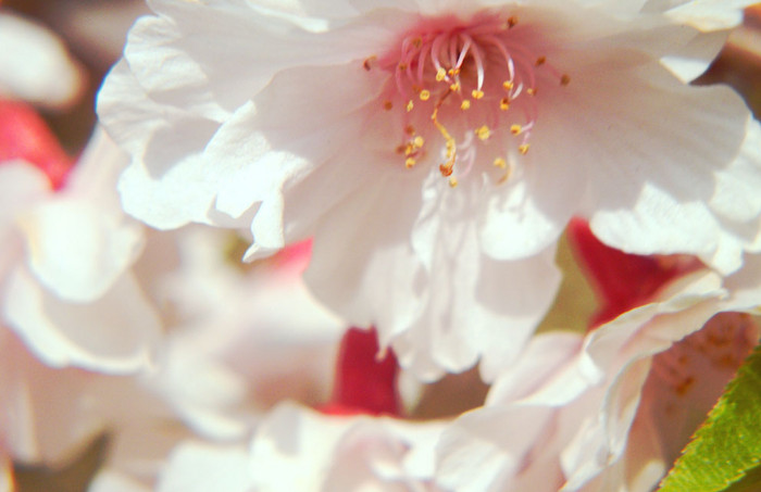 f:id:ando1947:20090411145115j:image f:id:ando1947:20090411145115j:image