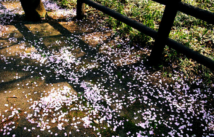 f:id:ando1947:20090411145748j:image f:id:ando1947:20090411145748j:image