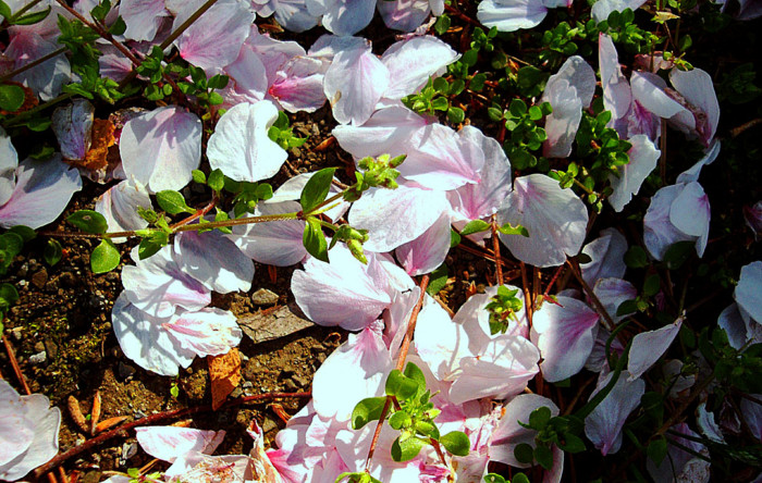 f:id:ando1947:20090411145800j:image