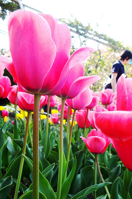 f:id:ando1947:20090411150244j:image f:id:ando1947:20090411150244j:image
