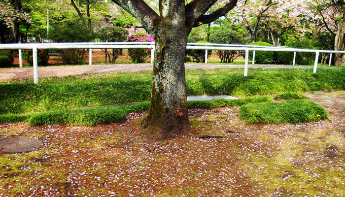 f:id:ando1947:20090418152551j:image