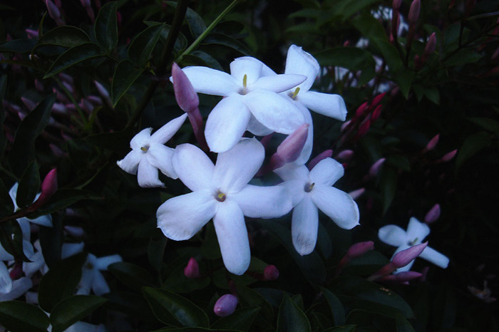 f:id:ando1947:20090429175954j:image