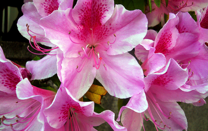 f:id:ando1947:20090430141448j:image f:id:ando1947:20090430141448j:image