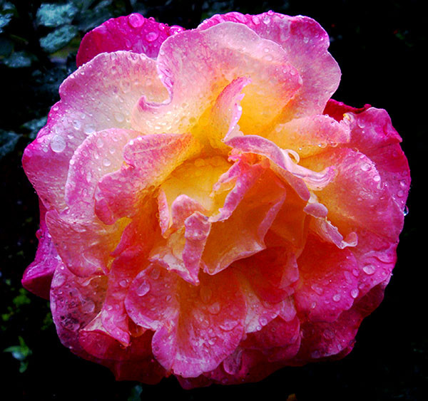 f:id:ando1947:20090506151729j:image f:id:ando1947:20090506151729j:image