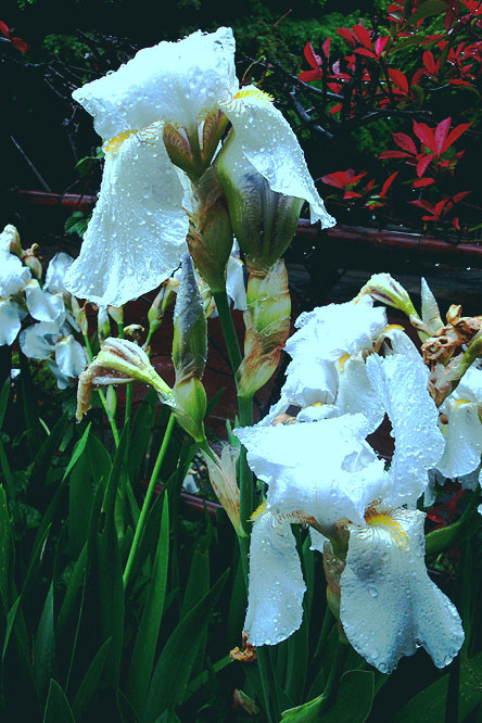f:id:ando1947:20090506152000j:image f:id:ando1947:20090506152000j:image