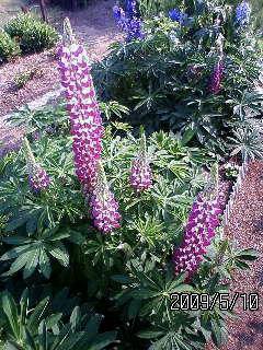 f:id:ando1947:20090510152426j:image f:id:ando1947:20090510152426j:image