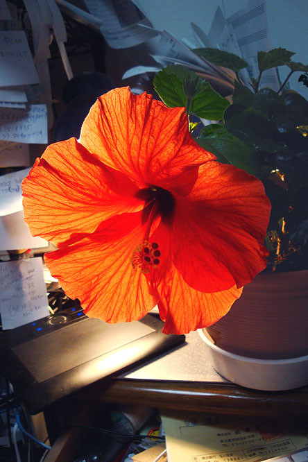 f:id:ando1947:20090511185847j:image
