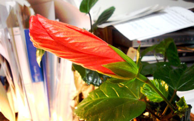 f:id:ando1947:20090523210840j:image