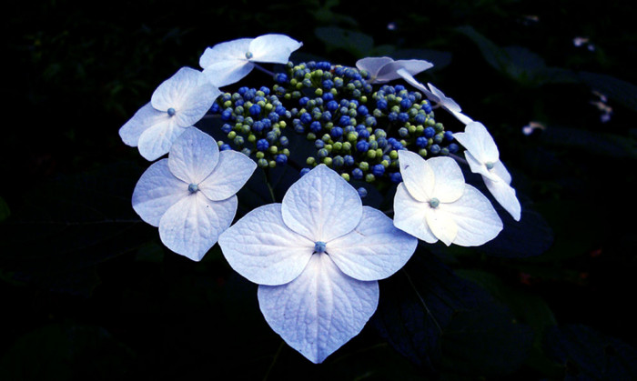 f:id:ando1947:20090604152750j:image