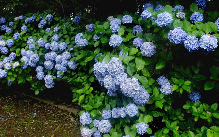 f:id:ando1947:20090630150024j:image f:id:ando1947:20090630150024j:image