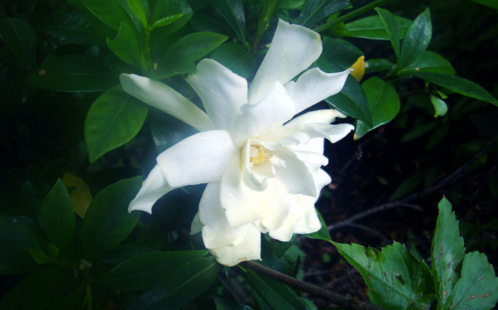 f:id:ando1947:20090701155746j:image