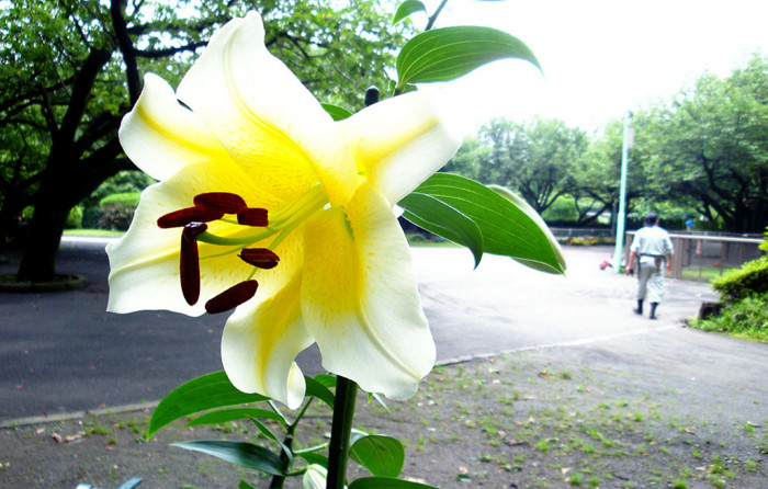 f:id:ando1947:20090701160557j:image