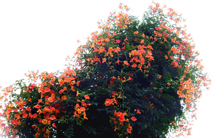 f:id:ando1947:20090701162016j:image