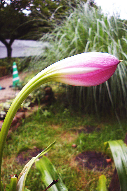 f:id:ando1947:20090731112842j:image f:id:ando1947:20090731112842j:image