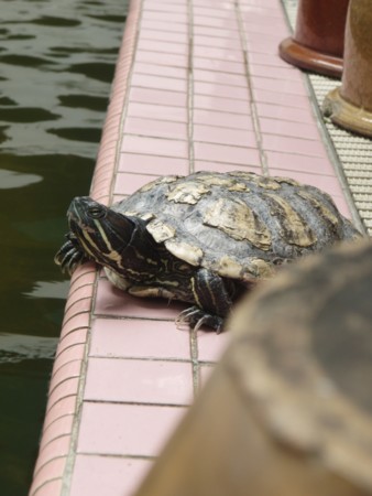 f:id:andoh3:20100318133431j:image:right