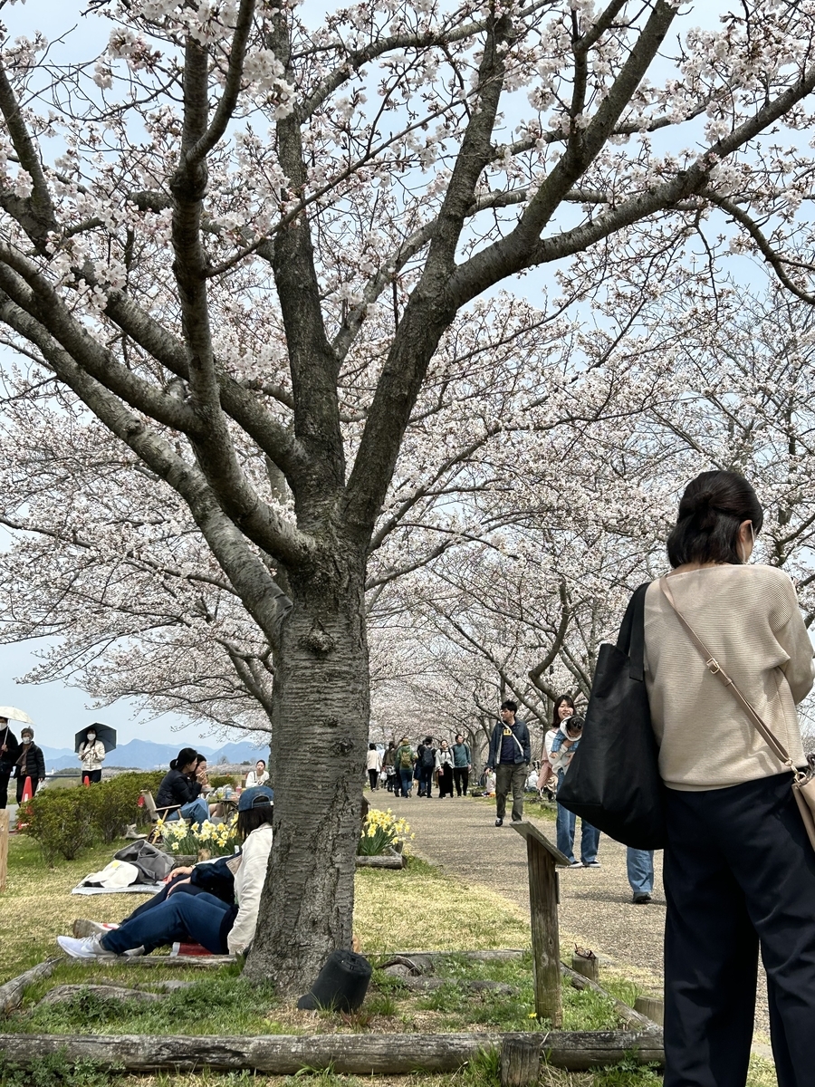 おの桜づつみ回廊