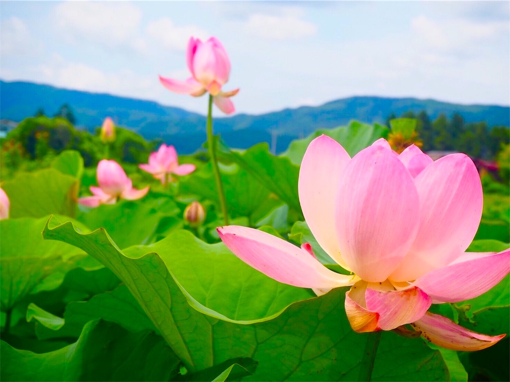 800年の眠りから覚めたハスの花を見た話！ - あかパンダブログ
