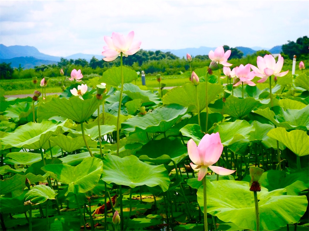800年の眠りから覚めたハスの花を見た話！ - あかパンダブログ